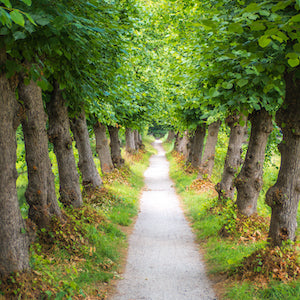 Following Nature's Lead: Natural Wisdom Applied To Modern Dilemmas with David Suzuki, Jeremy Narby, Mae-Won Ho, Fritjof Capra, Dan Dagget, Paul Stamets, Janina Benyus, William McDonough, Ana Edey, Joel Salatin, Carol Ann Heart, Winona LaDuke, Alice Walker